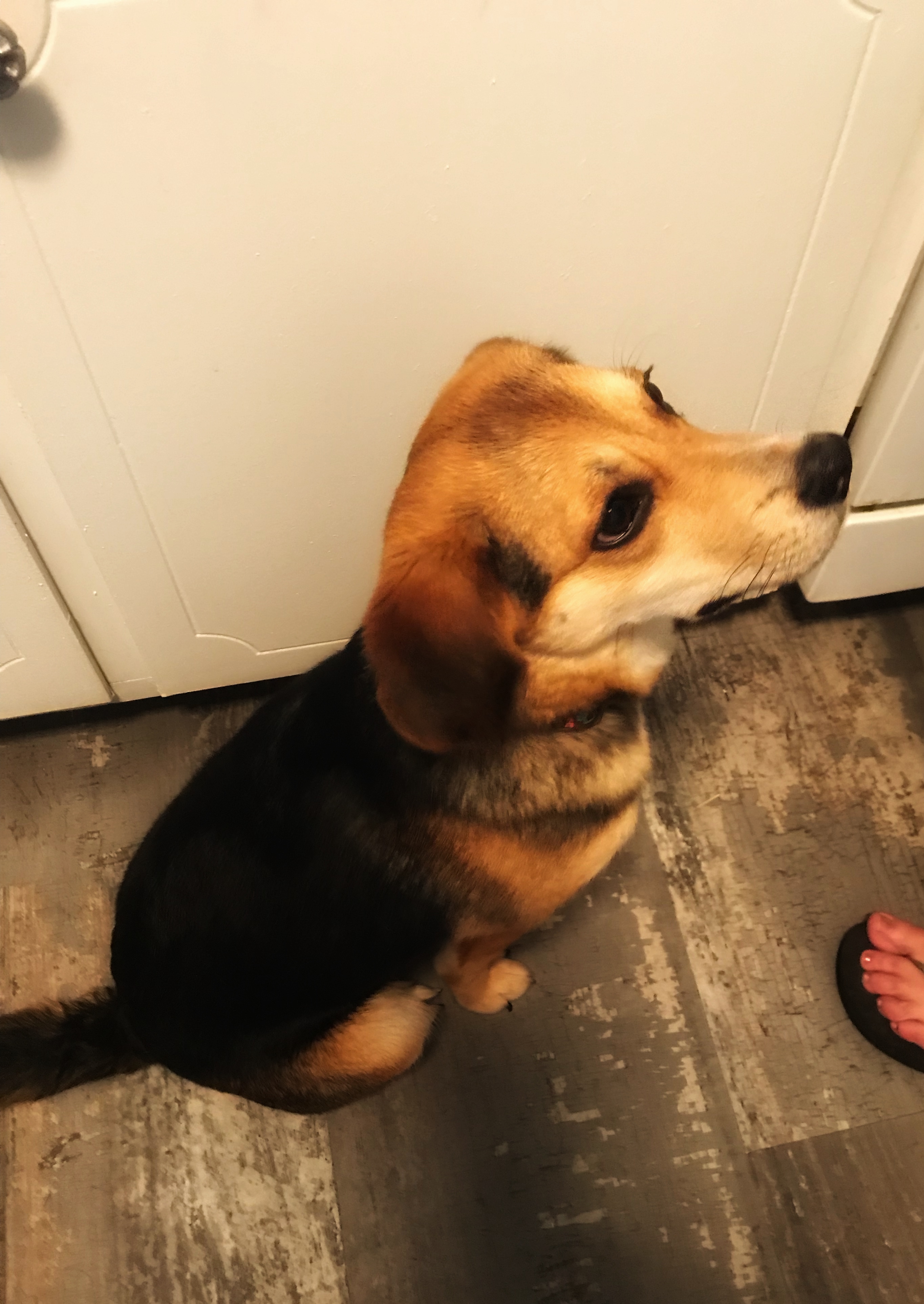 Beagle waiting for food